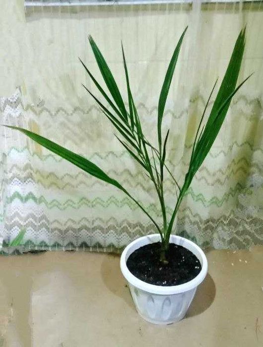 Продам. Красивые финиковые пальма. Для любителей парных цветов.