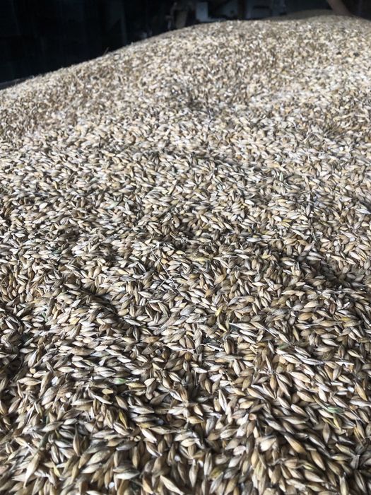 Orz de toamna umiditate mica