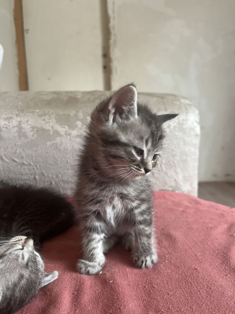 Котята им 43 дня