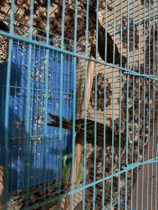 Kanareyka modalar sotiladi jami 3ta donasi 200 sirochni sotiladi