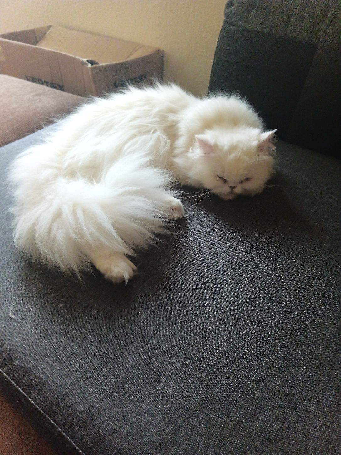 Персийски котета