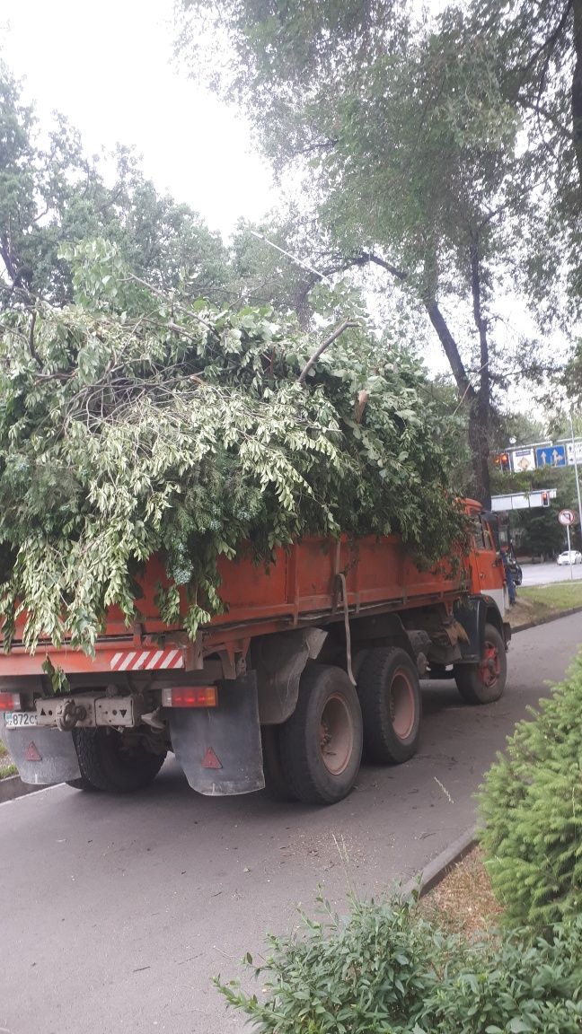 Спил аварийных деревьев, чистка участка