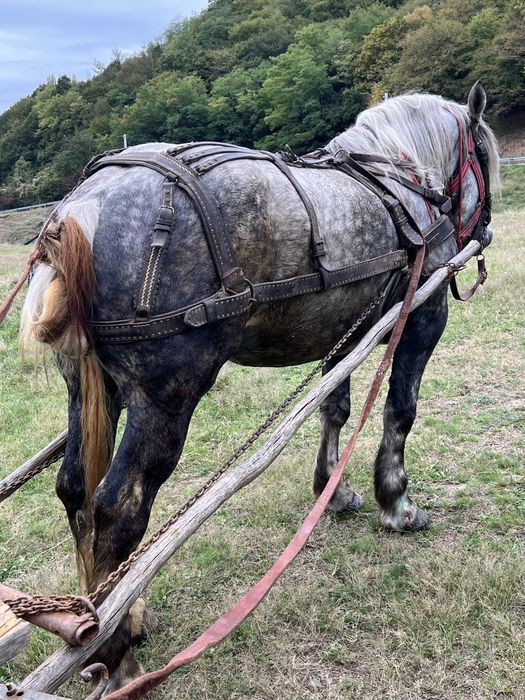 Iapa 5 ani 1.70 inaltime pasaport original blanda fara defect