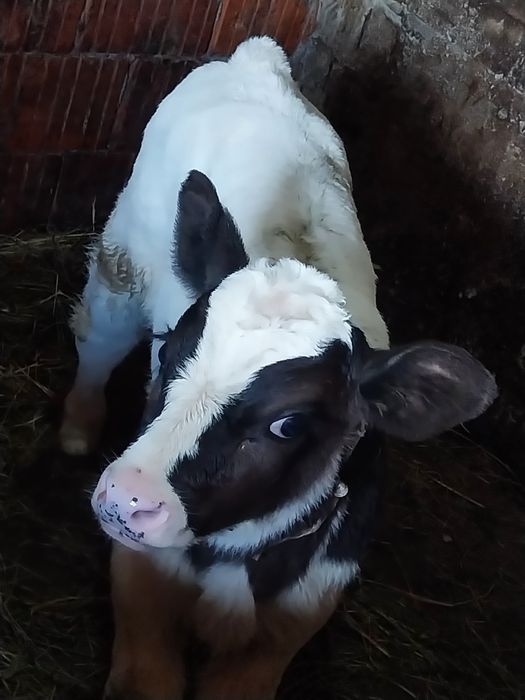 Vând 2 taurasi 2-3sapt