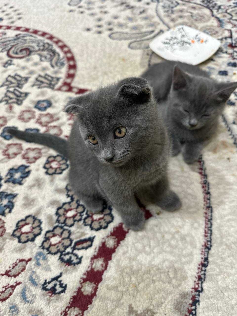 Продается шотландский котя