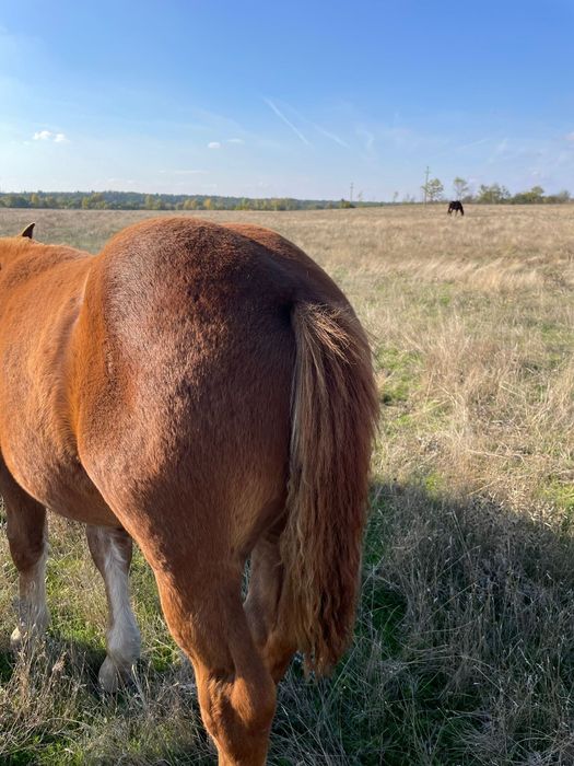Vand cârlan 3,5 luni