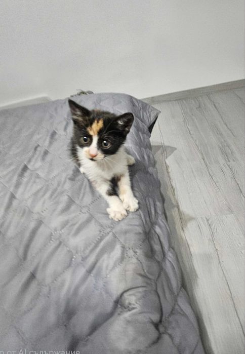 Малка женска котка
