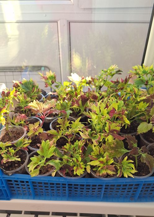 Рассада цветов:разновидные колеусы,мультифлора жёлтая,бордовая,.