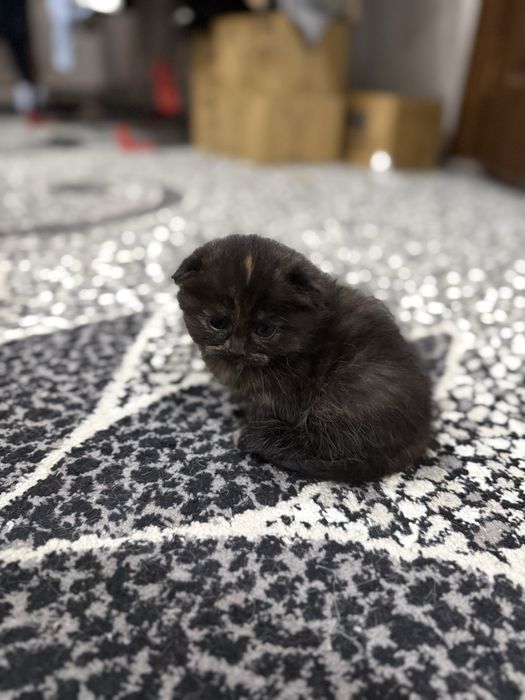 Котенок Скотиш Фолд