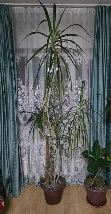 Драцена большой цветок