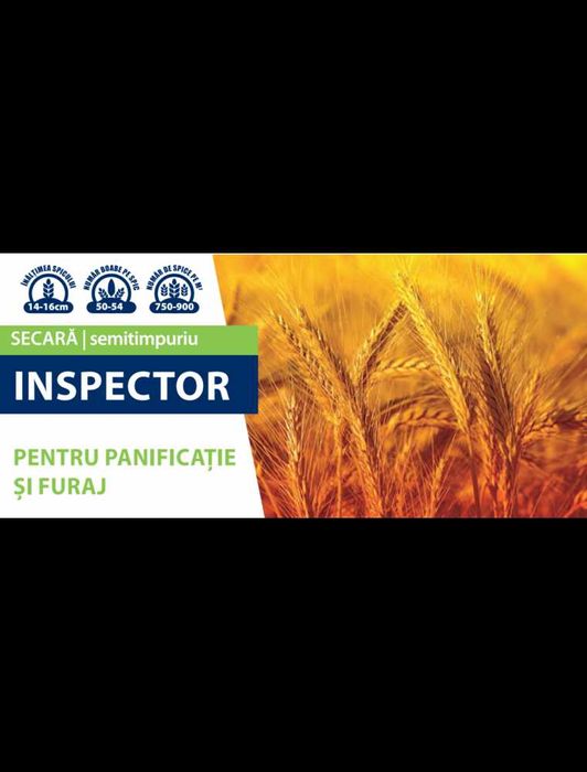 Seminte Secara de Toamna Inspector, 500 kg, Saaten Union