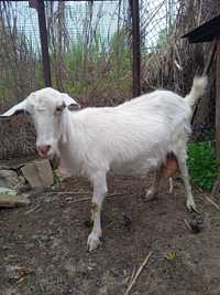 Молочная зааненская коза