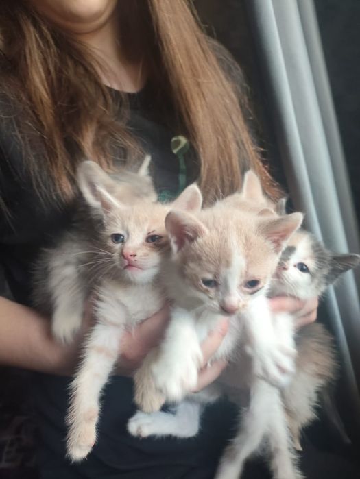 Котята рыжо белые и темно рыжие