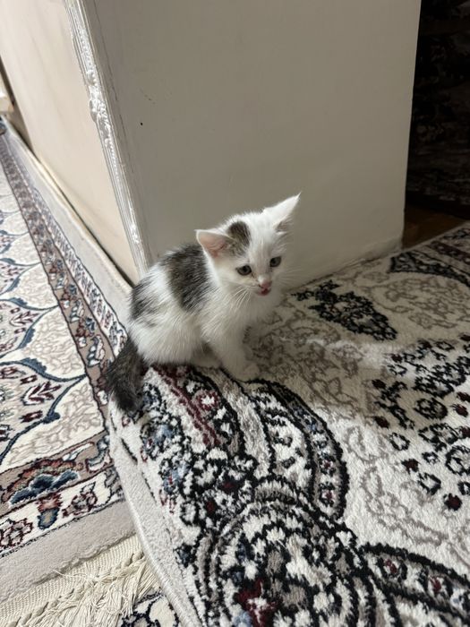 Mushuk 2 dona bariladi mut