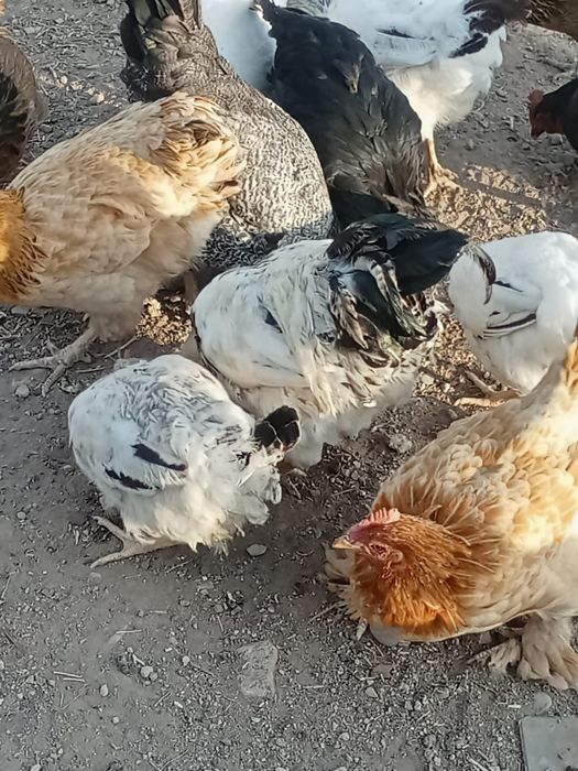 Домашний куры 10 штук