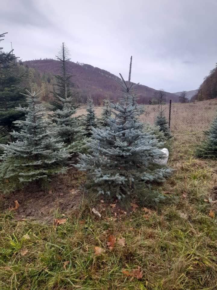 Plante ornamentale de la A la Z ne ocupam și cu amenajarea grădinilor