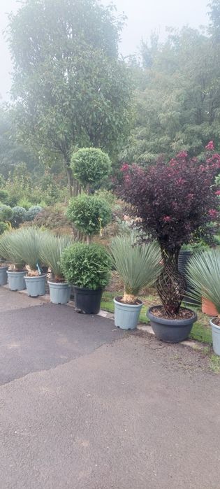 Leylandii,globulari,euonymus,liliac împletit,măslin,smochin,arizonica