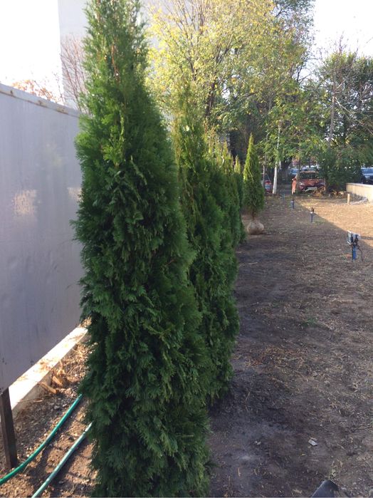 Tuia Smarald / Chiparos Leylandii !!