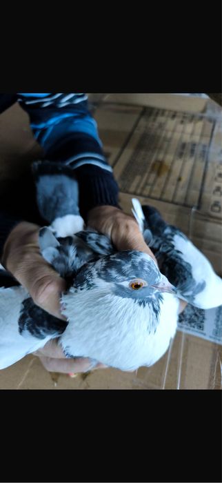 Porumbei De Diferite Rase