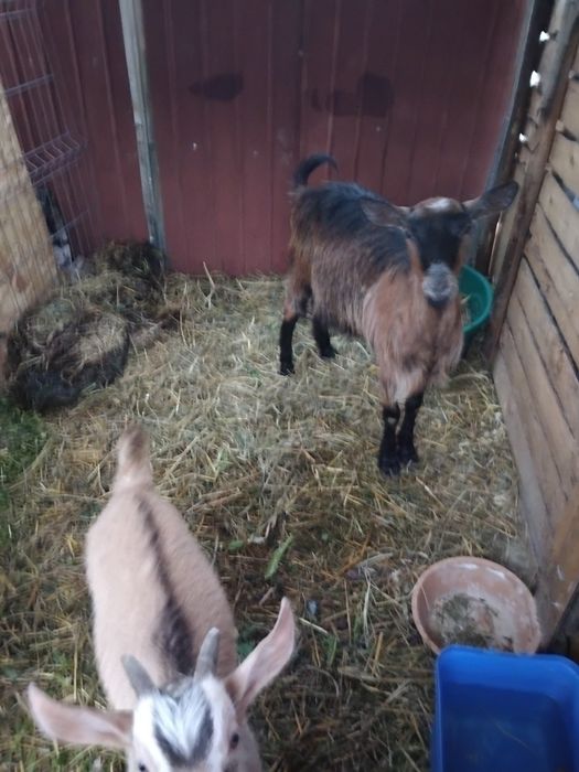 Vand capra alpina franceza