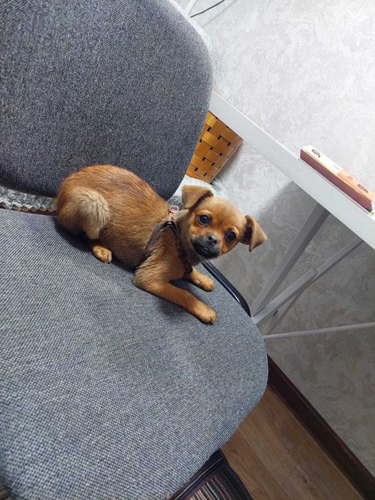 Той терьер -девочка