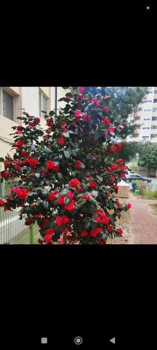 Ofis honadon gularn parvarish hizmat