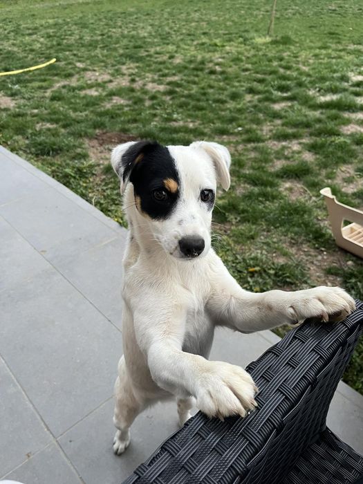 Подарява се женски "Джак ръсел" и мъжко "Западно сибирска лайка"