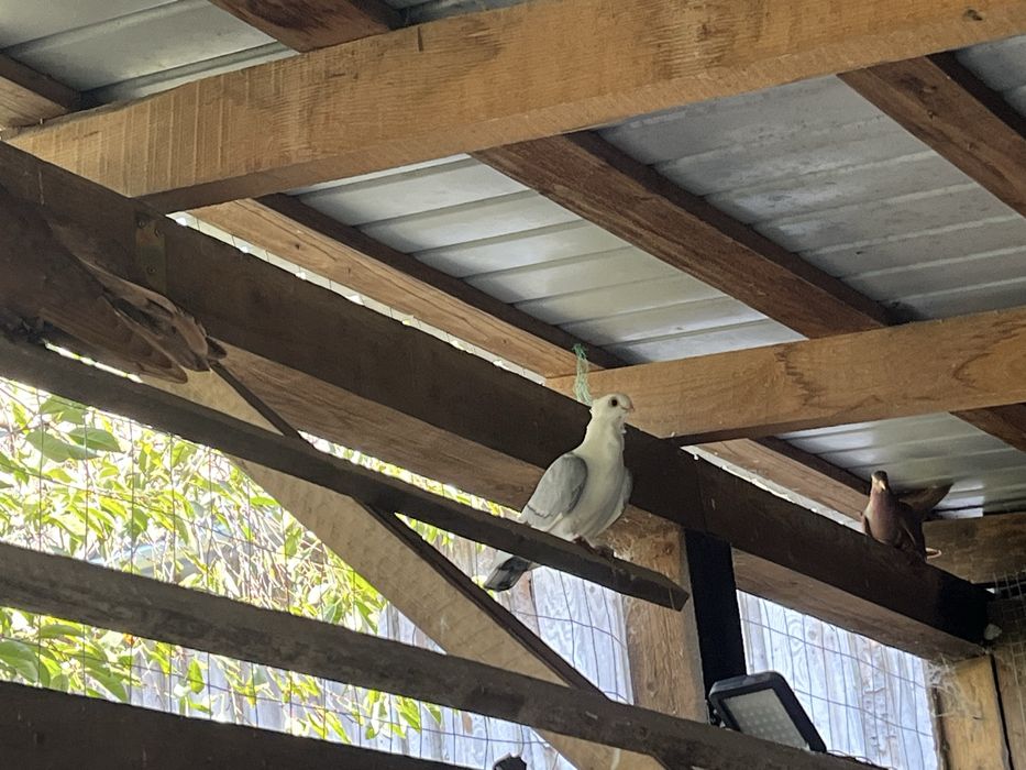 Porumbei iepuri rate pitice