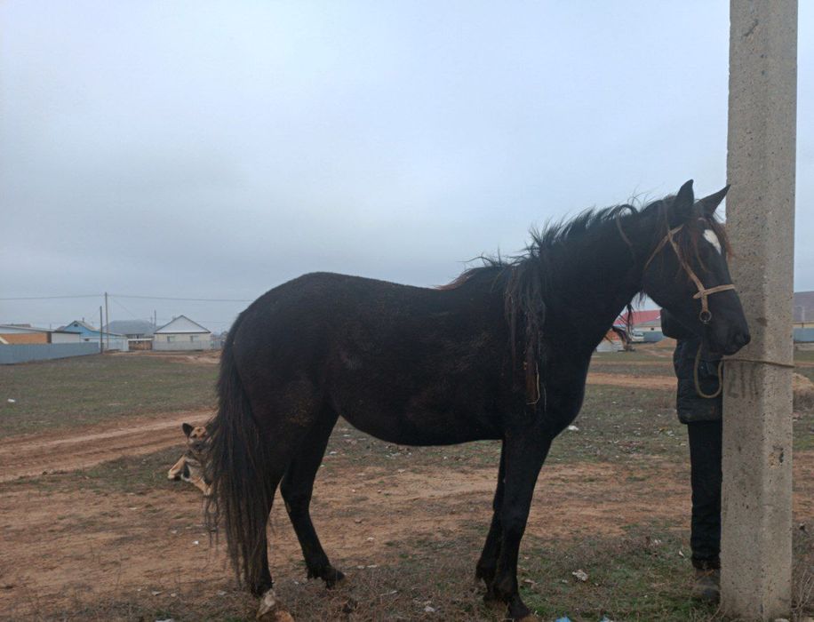 Продам лошадь рысака