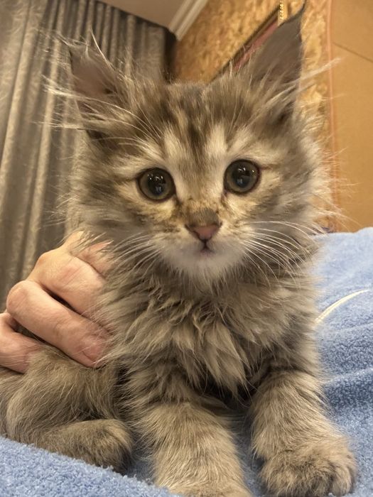 Рыжий мальчик и пушистая девочка ищут дом