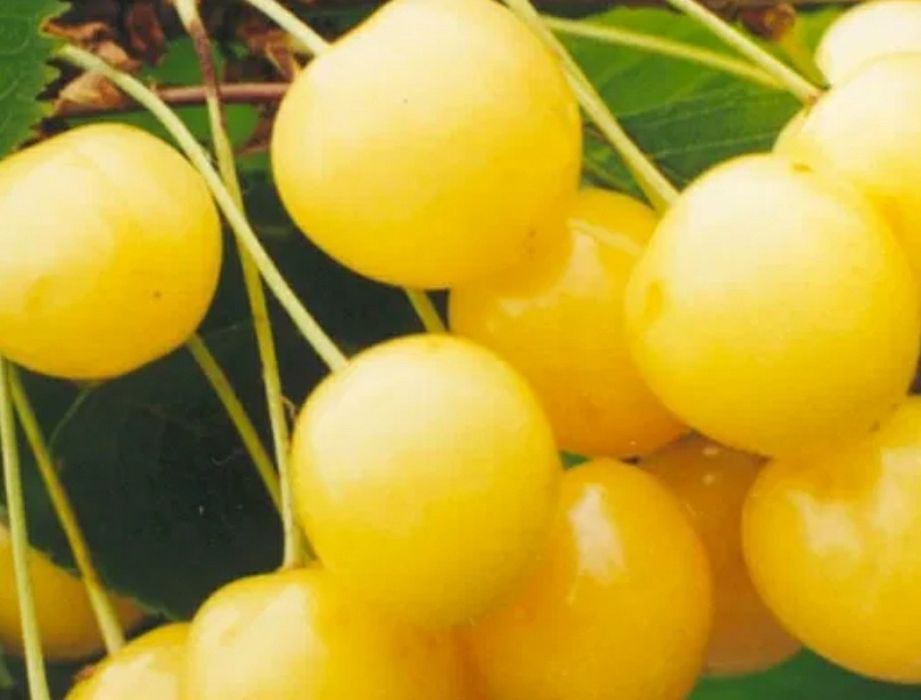 Cires Amar Imperial Galben