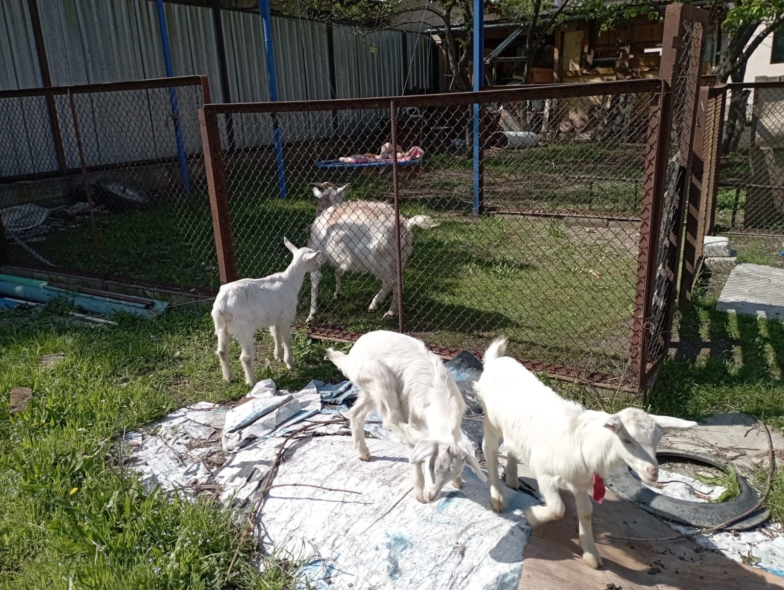 Продается коза с тремя козлятами.