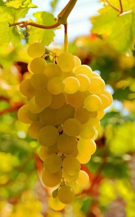 Struguri de vin 2025