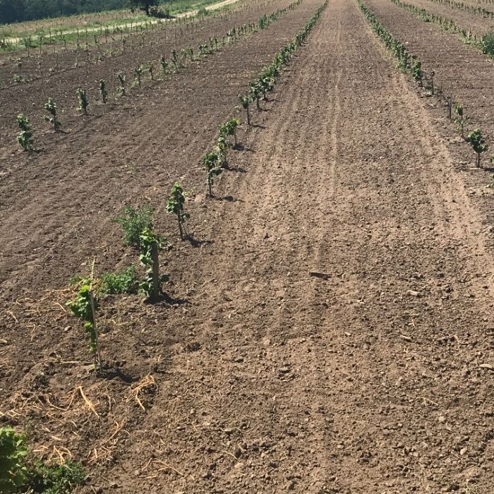 Înființăm Plantații Pomicole ! Furnizăm Plantele Dumneavoastră de Alun
