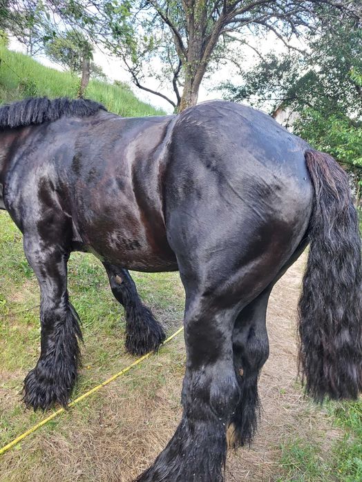 Ofer armăsar Ardenez pentru inseminare (montă)