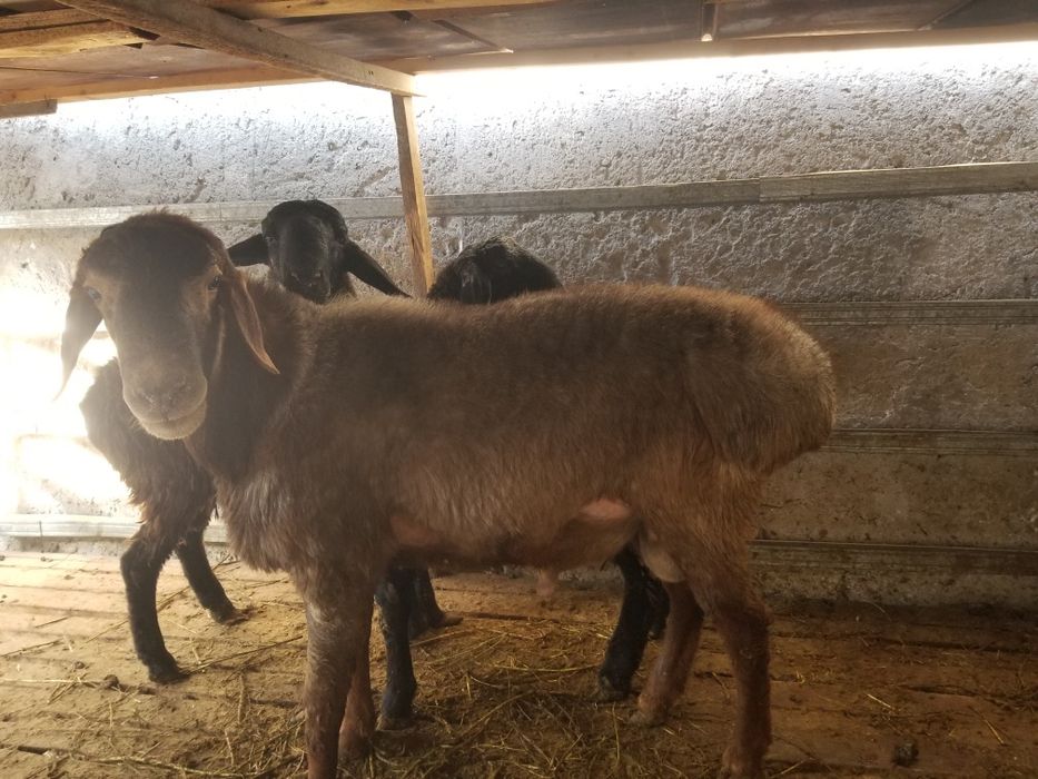 2ta barra 1ta shishak quchqor zotga zur sariq