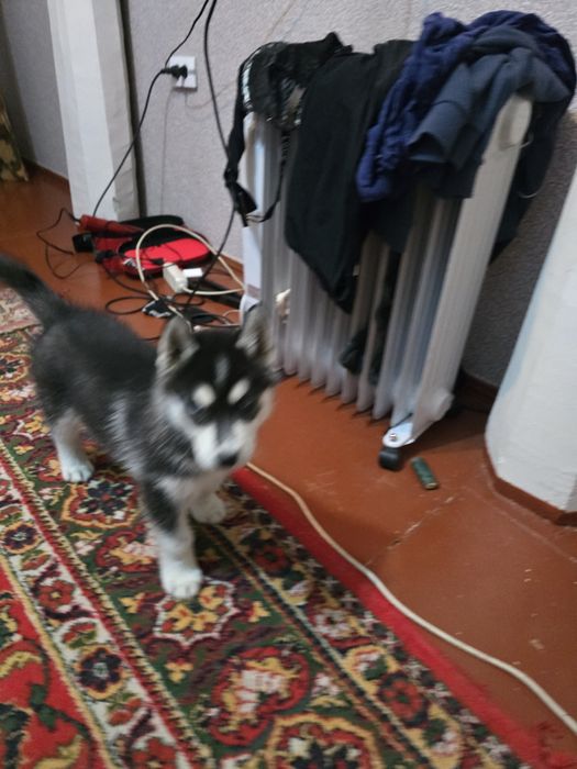 Щенки хаски сибирские