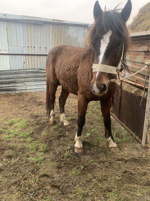 Продам. Жеребца 4.года Айгыр сатылады