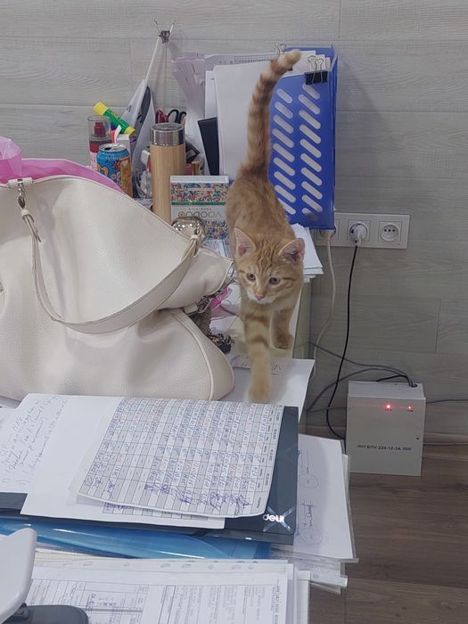 Котенок мальчик Ташкент