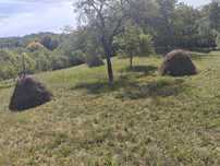 Vând fan copitele