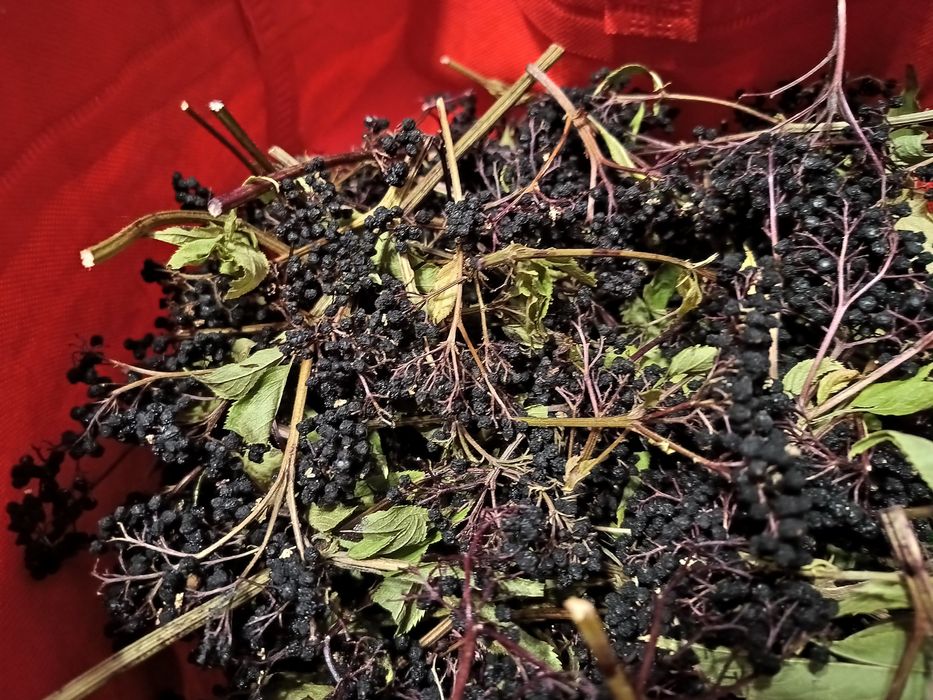 Сушени плодове от черен бъз