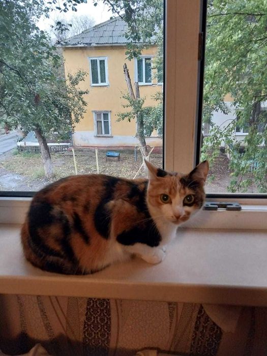 Трехцветная кошка, желательно в частный дом