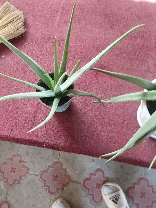 Алое цветы алое гул