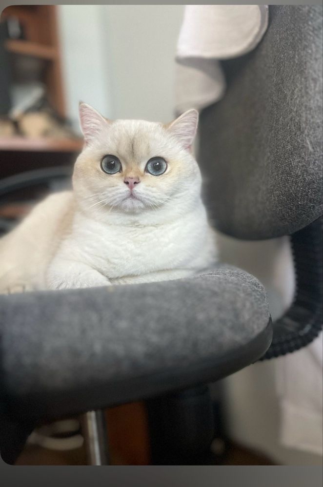 Златна  чинчила  BRY