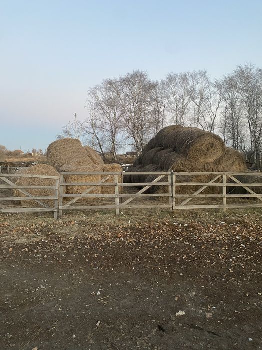 продам сено и салому