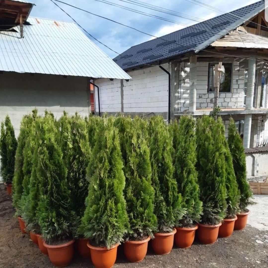 Tuia spirala ,smaragd, magnolia, mesteacan