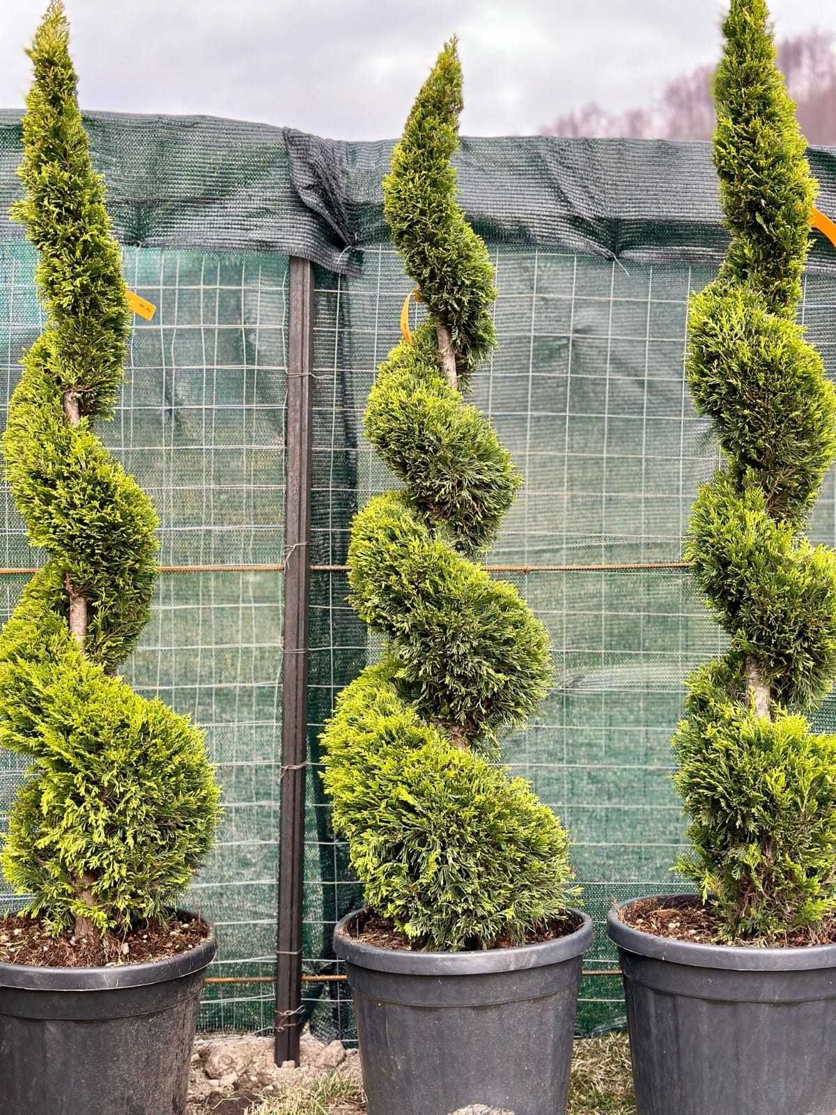 Plante ornamentale viguroase, fără riscuri – Comandă acum!