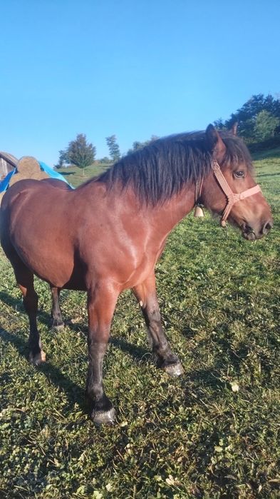 Vând mânz de 1 an si 5 luni