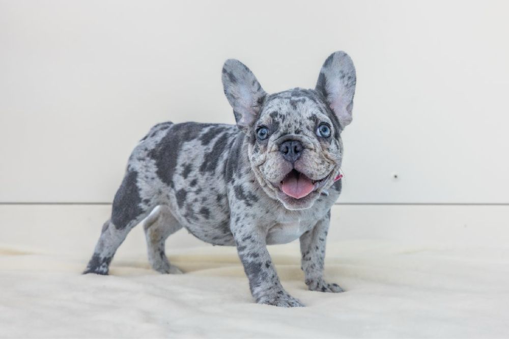 Bulldog Francez Luxurious Frenchie House