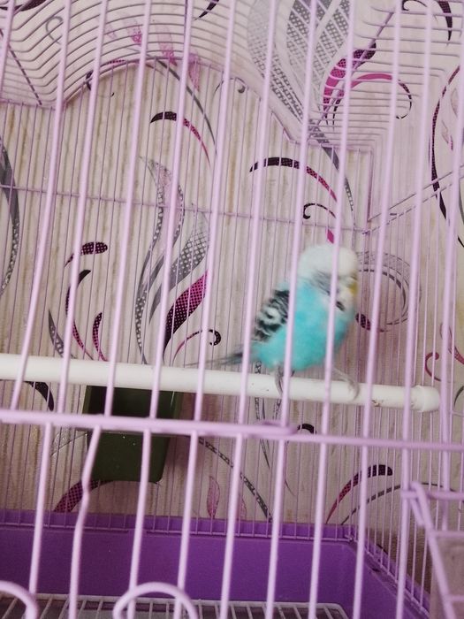 Продам попугая мальчик